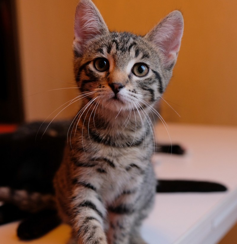 Котенок с окрасом тигра
