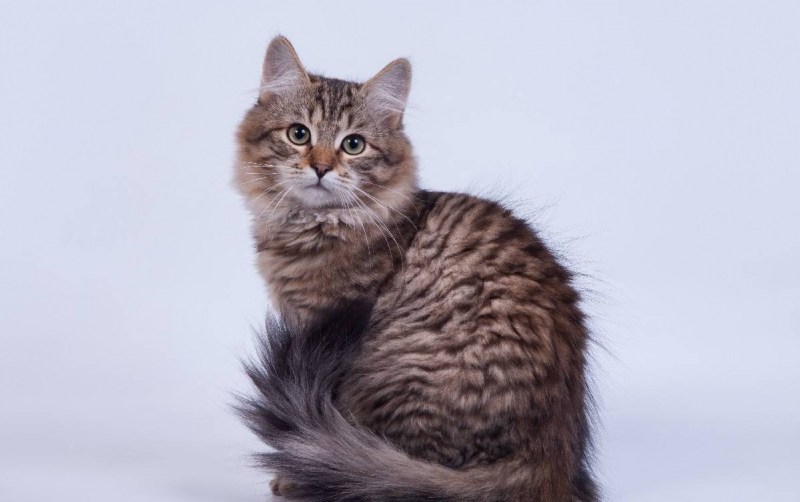 Сибирская кошка табби
