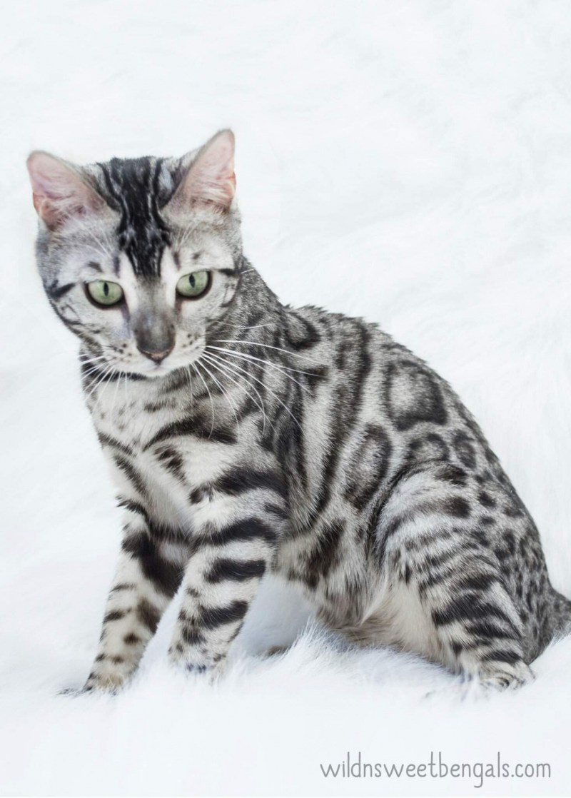 Бенгальская кошка табби