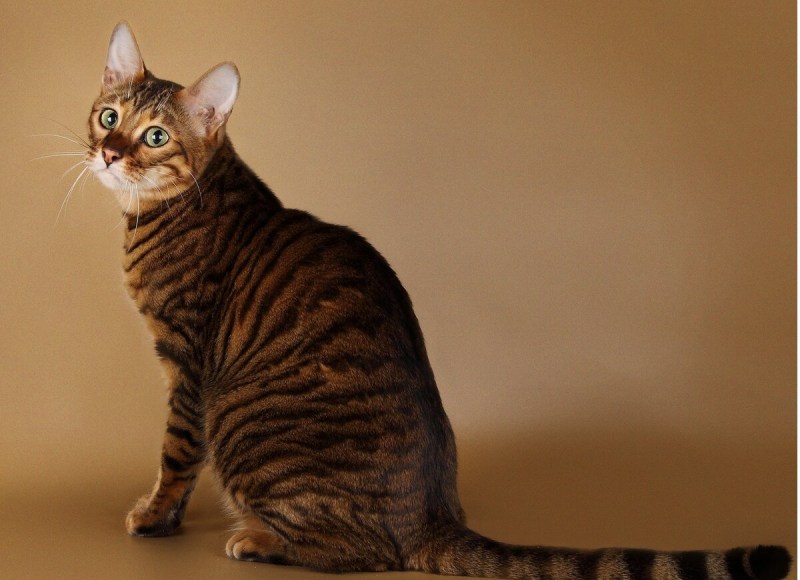 Котята породы тойгер