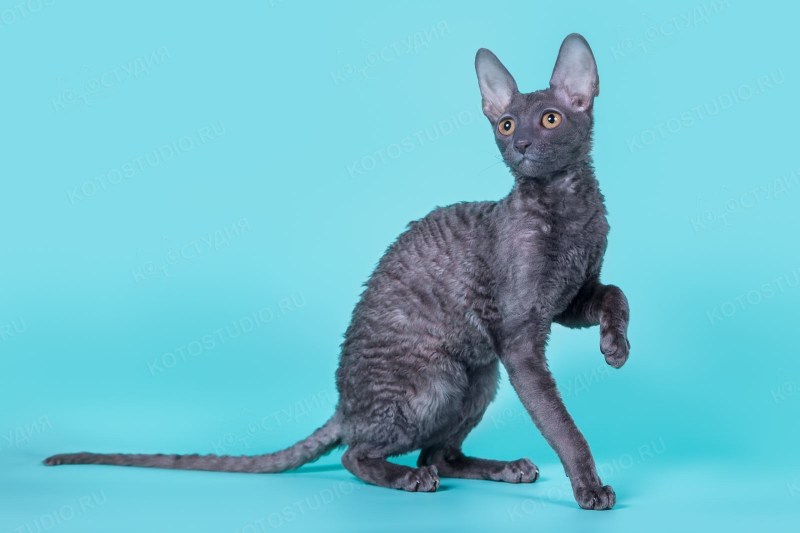 Корниш рекс серый котенок
