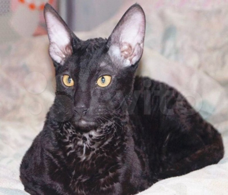 Корниш рекс черный