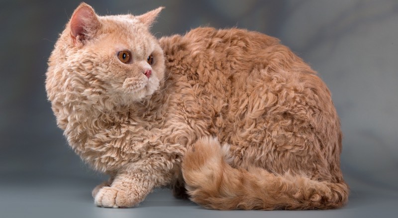 Кошка Селкирк рекс