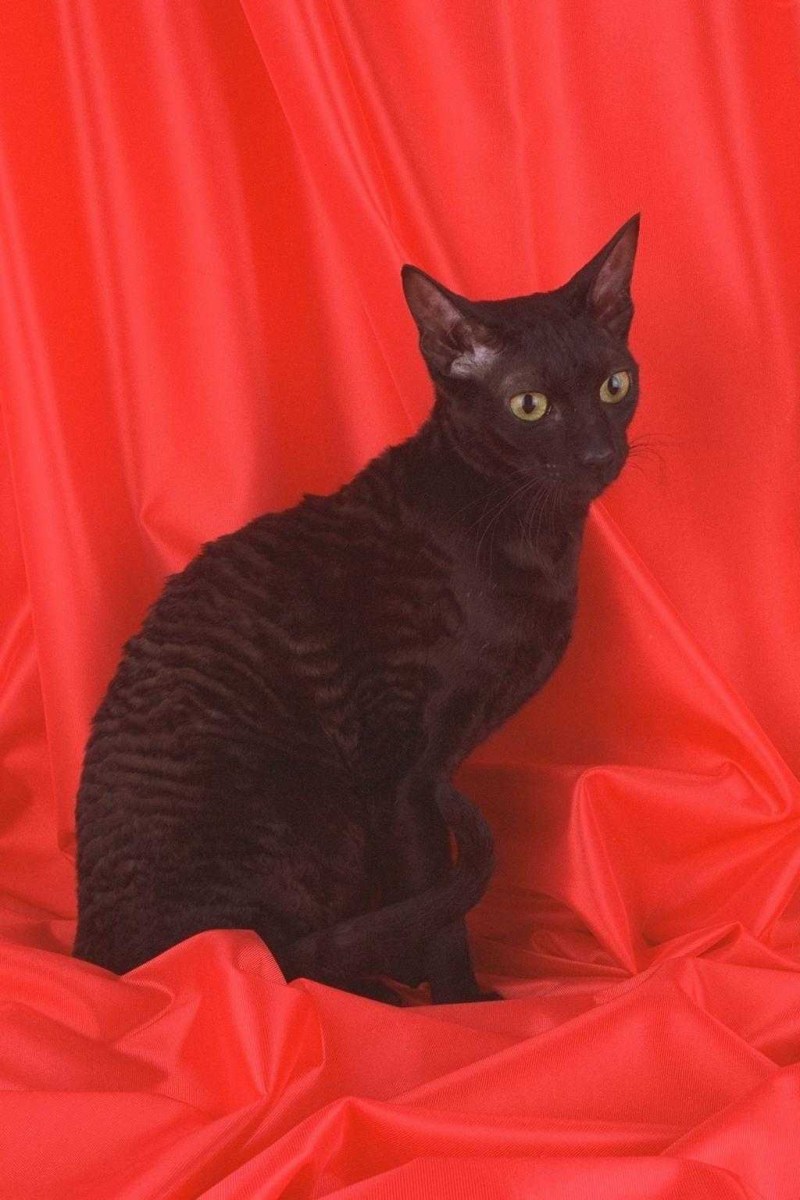 Кошка каракуль