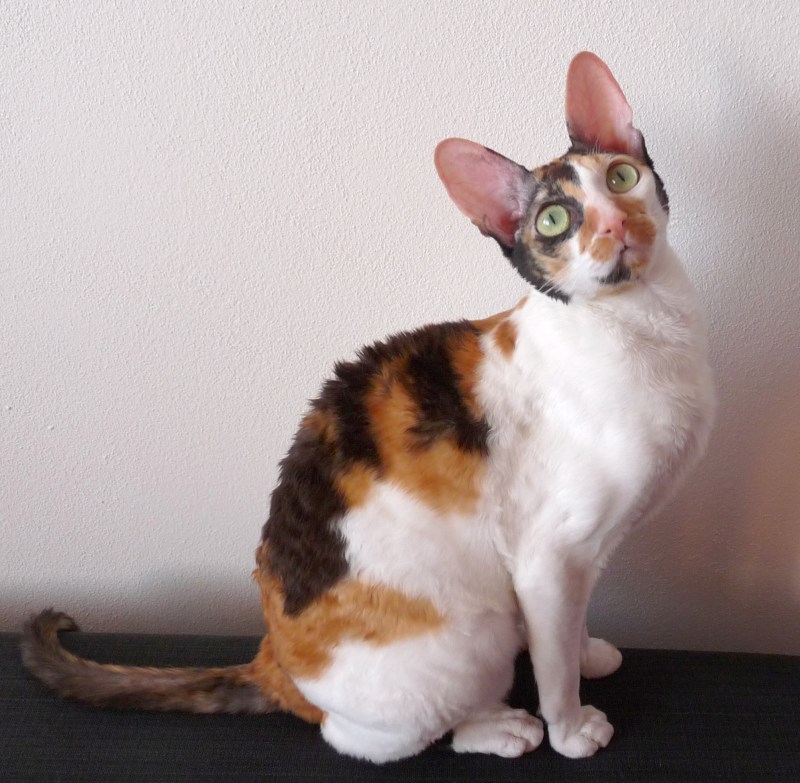 Корниш рекс кошка