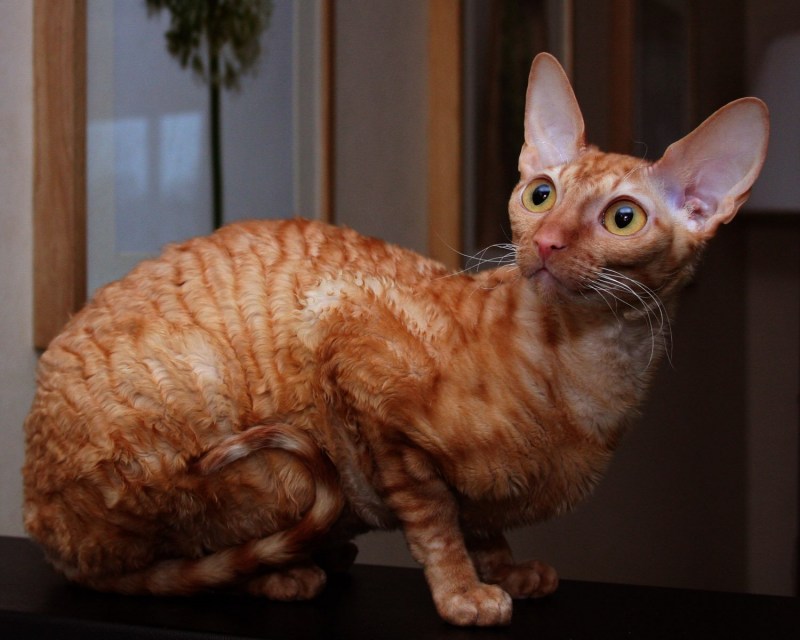Корниш рекс
