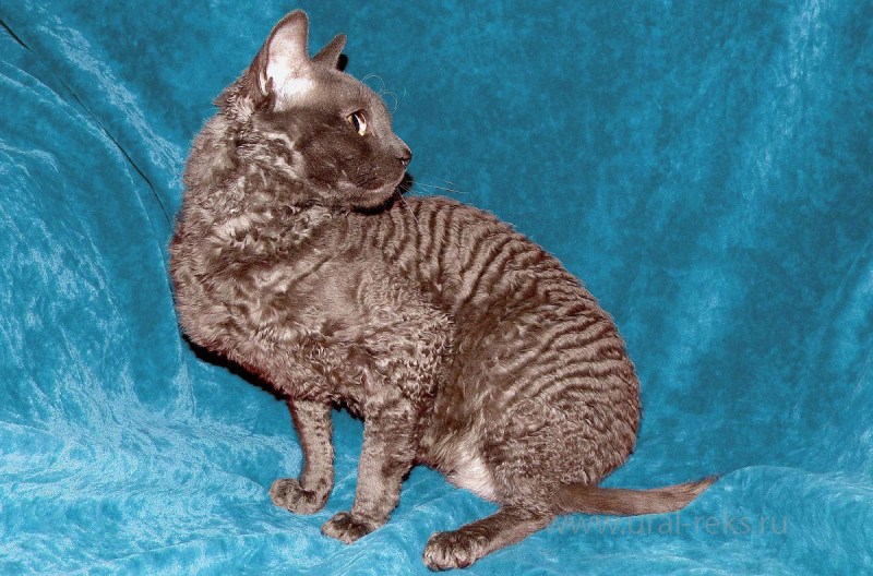Уральский Корниш рекс