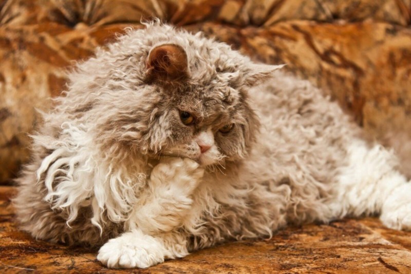 Кот Селкирк рекс