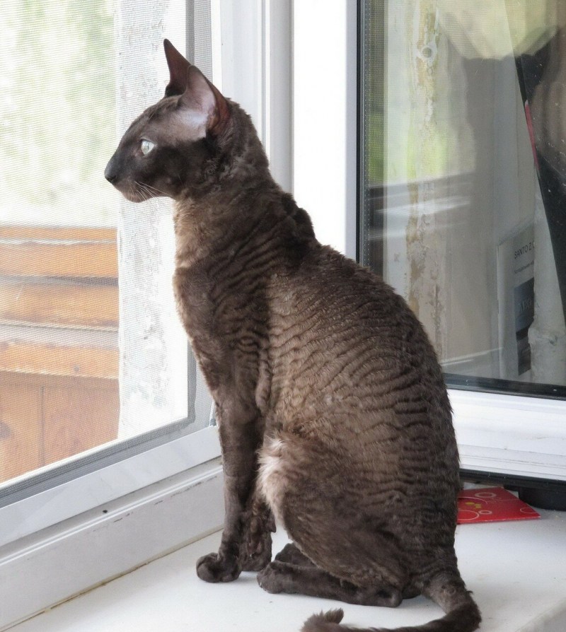 Корниш рекс