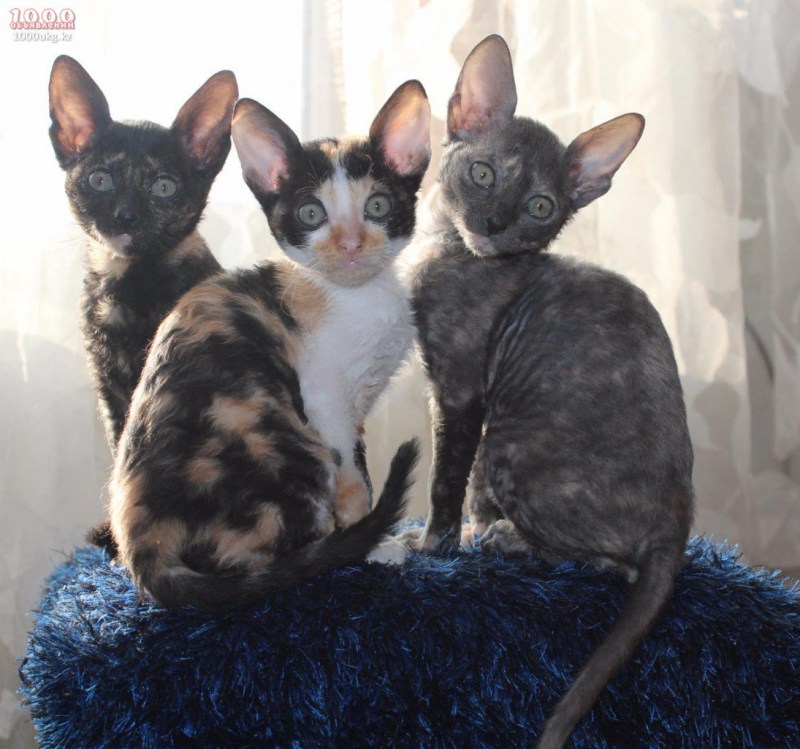 Корнишрекст обычный кот