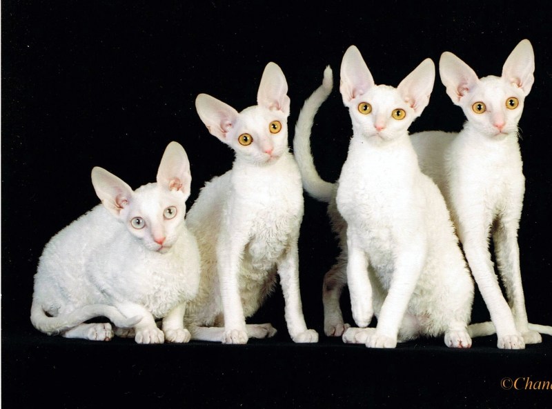 Корниш рекс