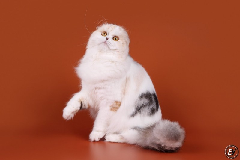 Скоттиш фолд черный биколор