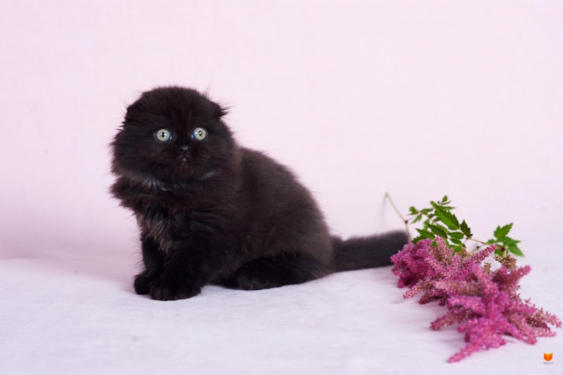Черный Шотландская хайленд фолд котенок
