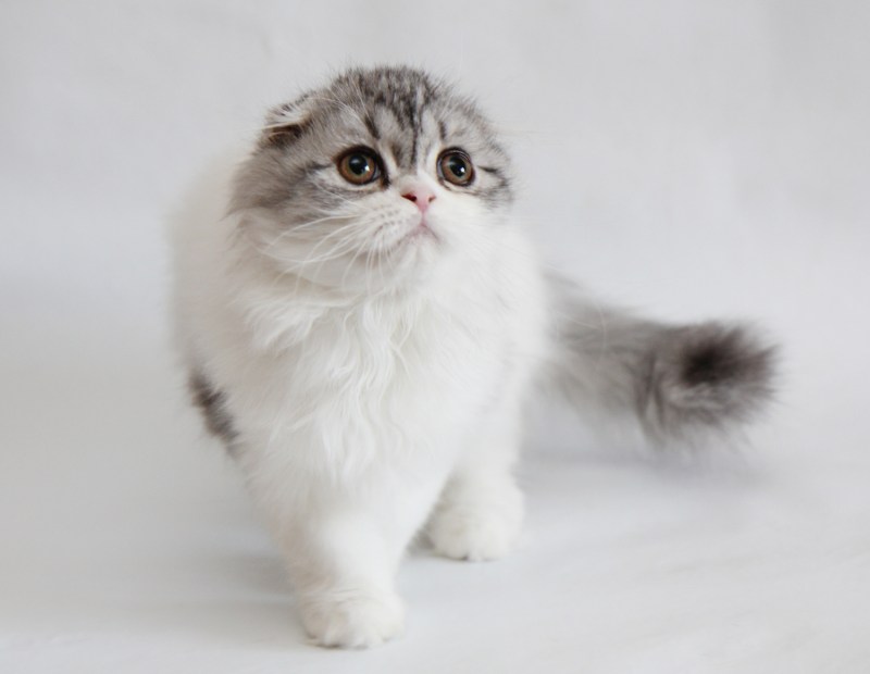 Шотландская вислоухая кошка белая длинношерстная