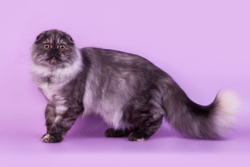 Highland Fold кошка