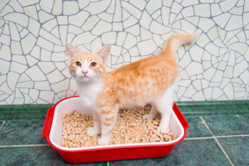 Приучение кота к лотку