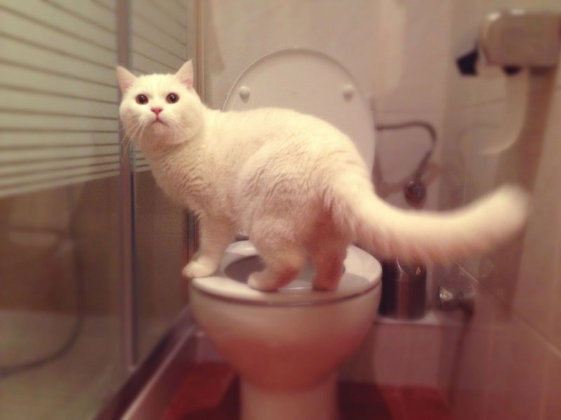 Кот на унитазе