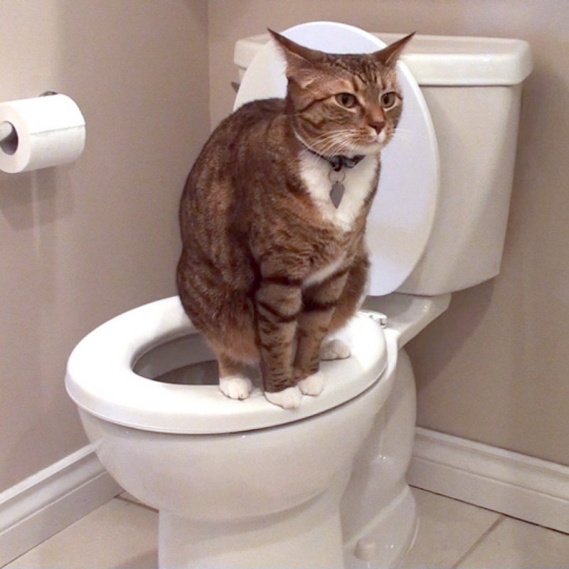 Кот на унитазе