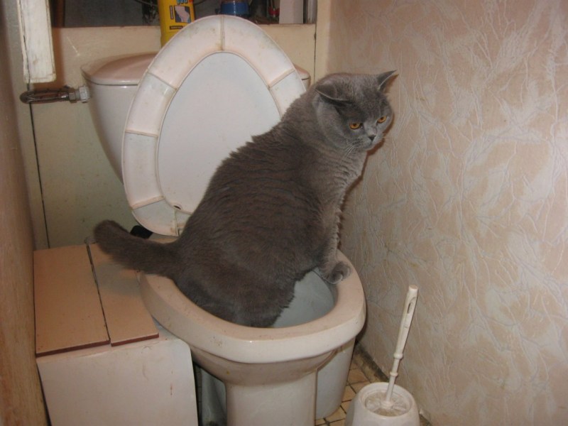 Коты гадят приколы