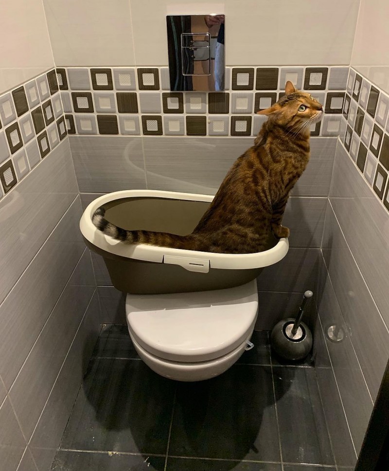 Британский кот на унитазе
