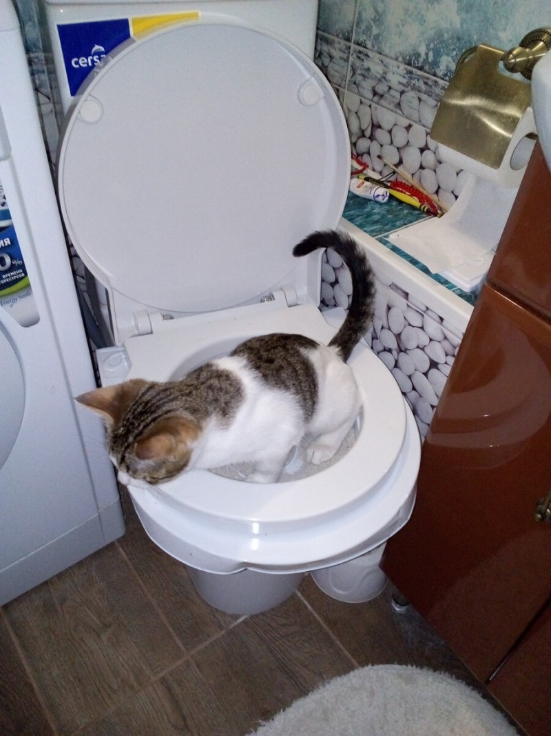 Приучегие кота к ун тазу