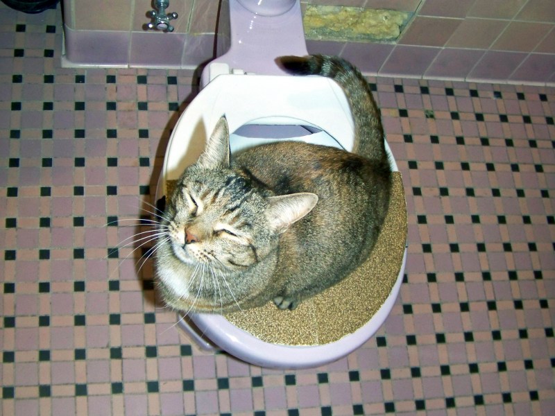 Лоток для кошек в квартире