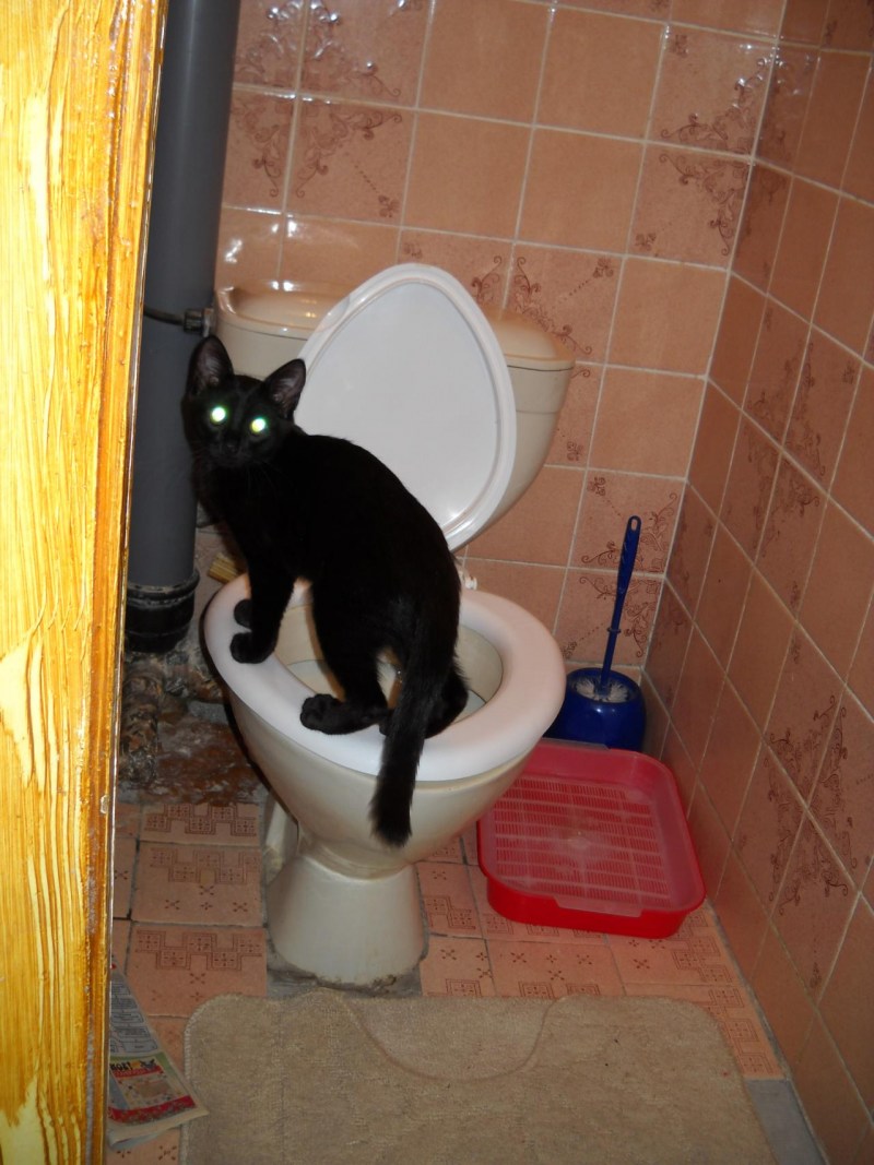 Кошка какает