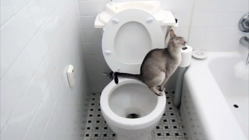 Кот какает в лоток