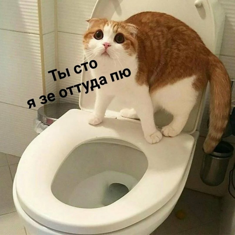 Смешные котики на унитазе