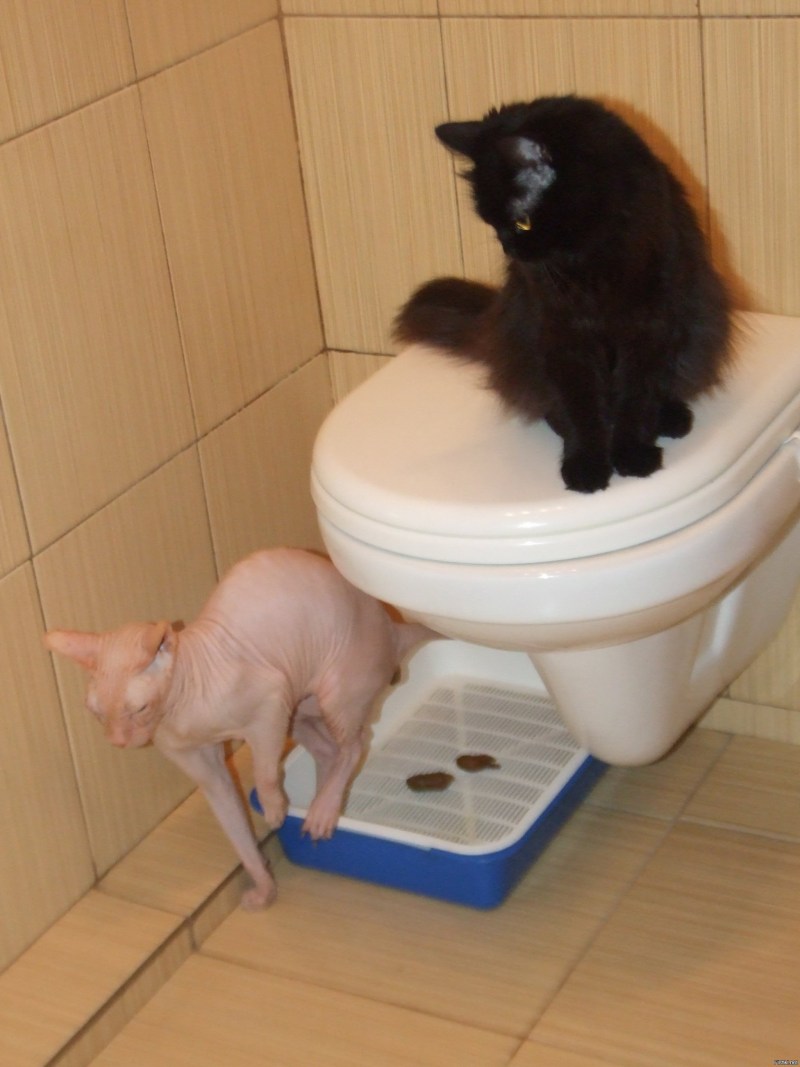 Туалет для котят