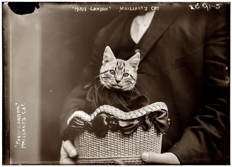 Фотографии котов 19 века