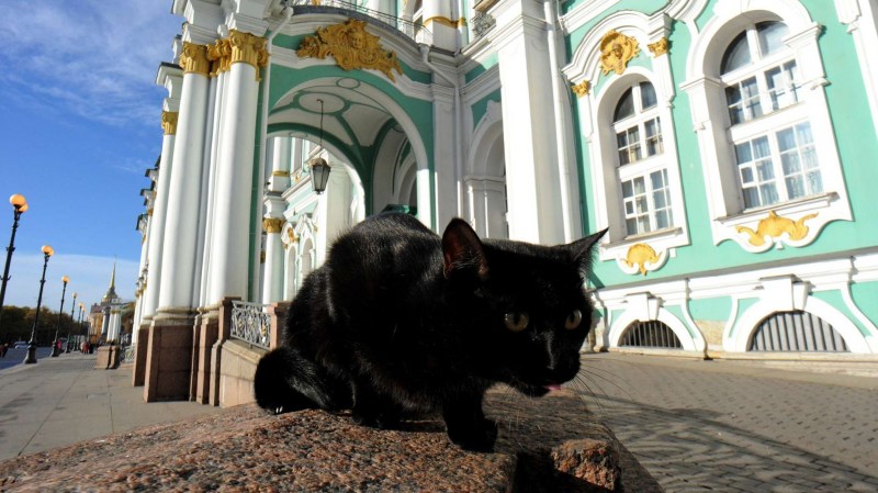 Эрмитажные коты в Эрмитаже