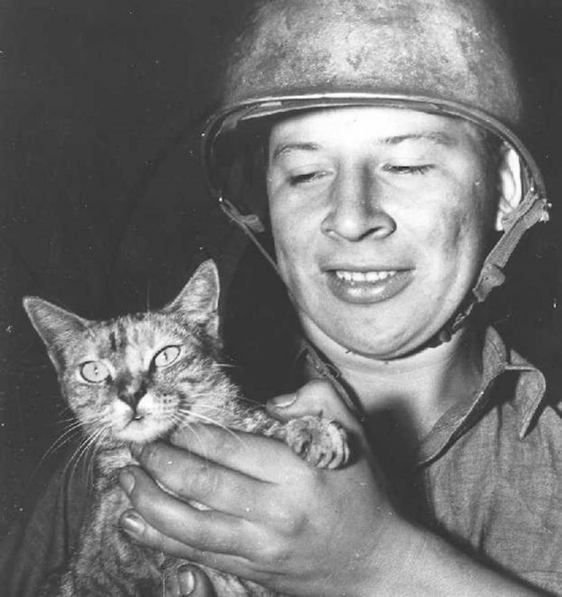 Кошки на войне 1941-1945