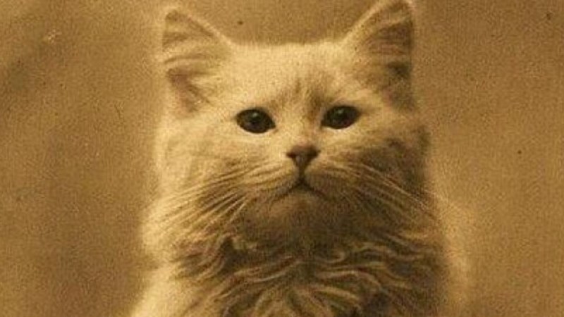 Первая фотография кошки