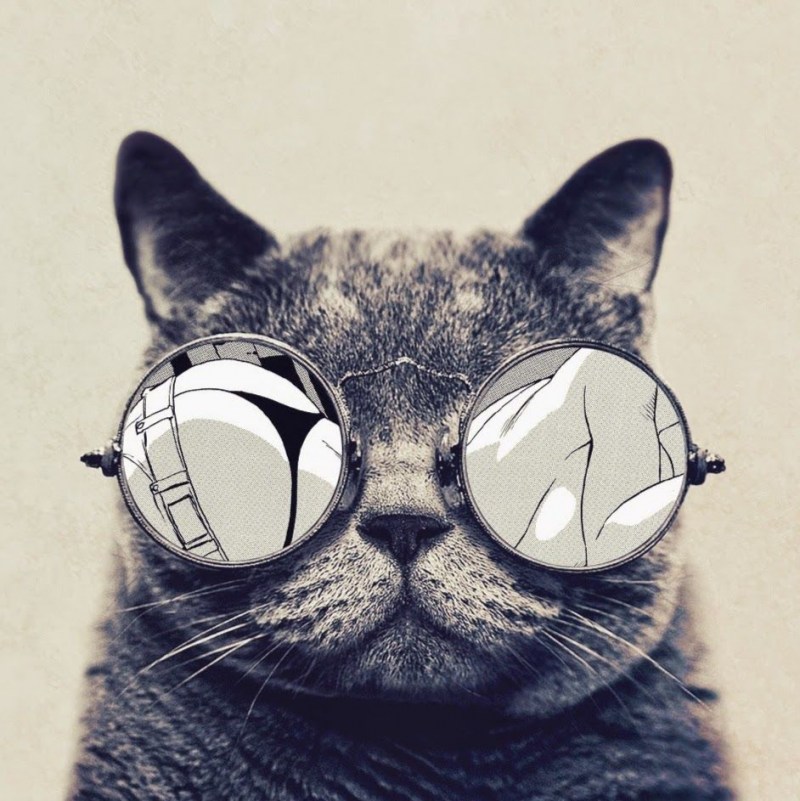 Кот в очках