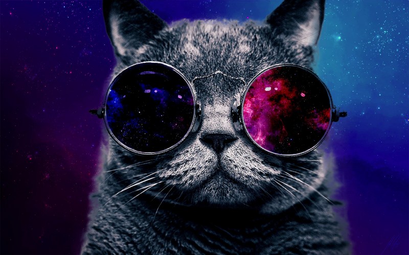 Кот в космических очках