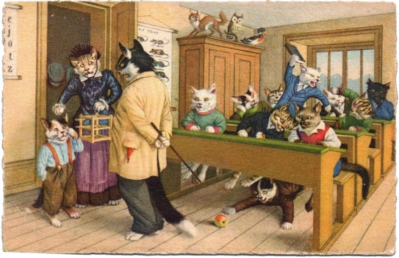 Котик в школе