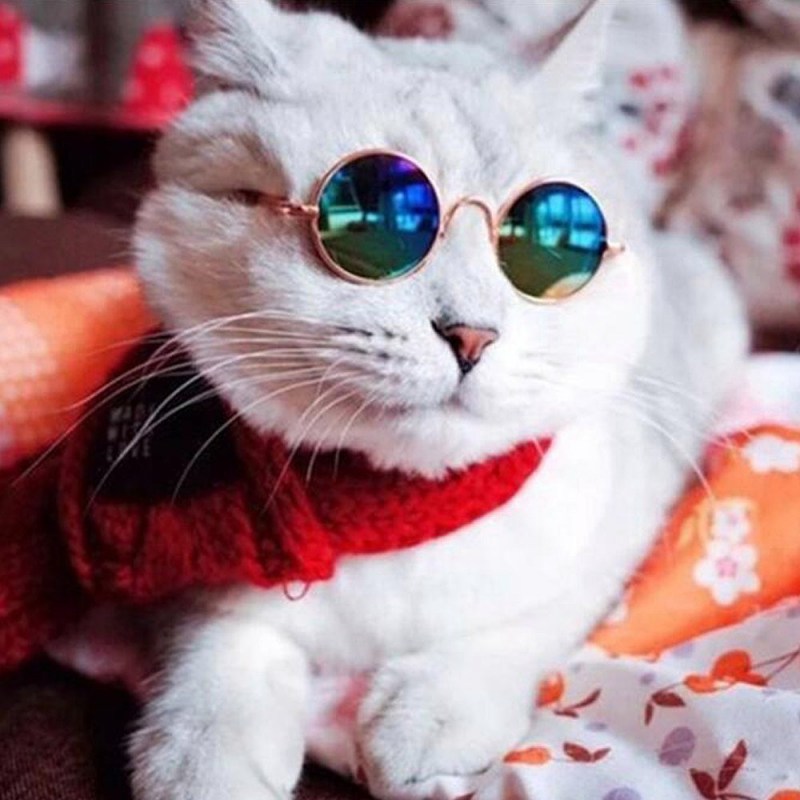Крутые кошки