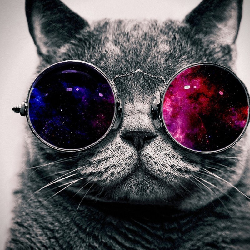 Крутые коты