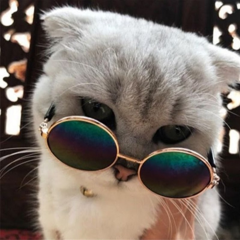 Крутые коты