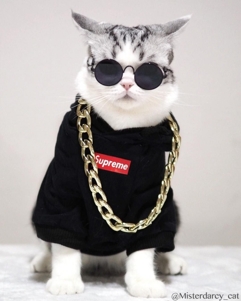 Крутой кот