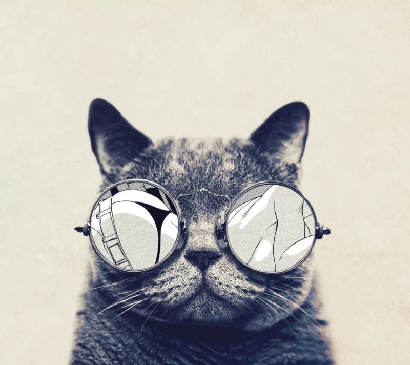 Кошка с очками