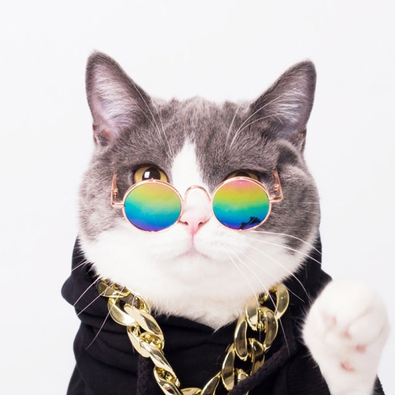 Кошка в очках