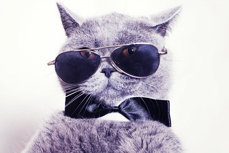 Крутые котики