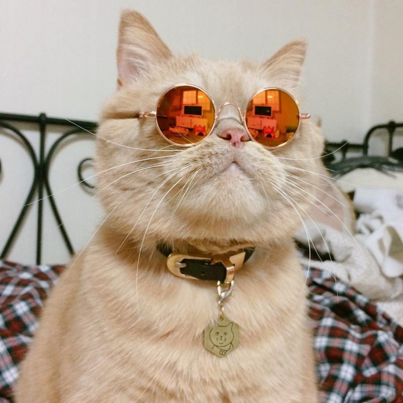 Крутые коты
