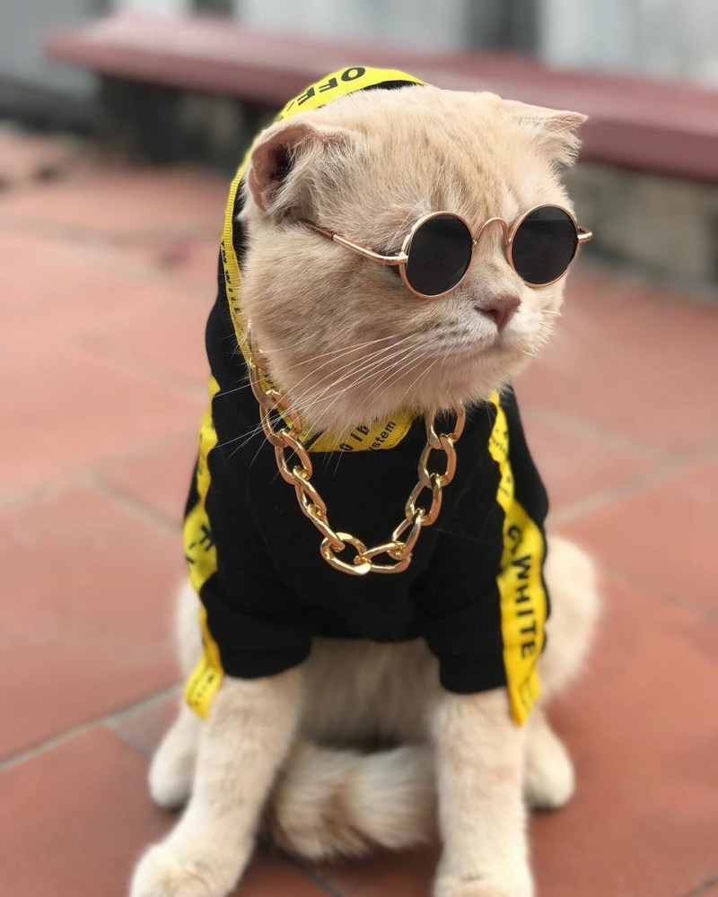 Крутые кошки