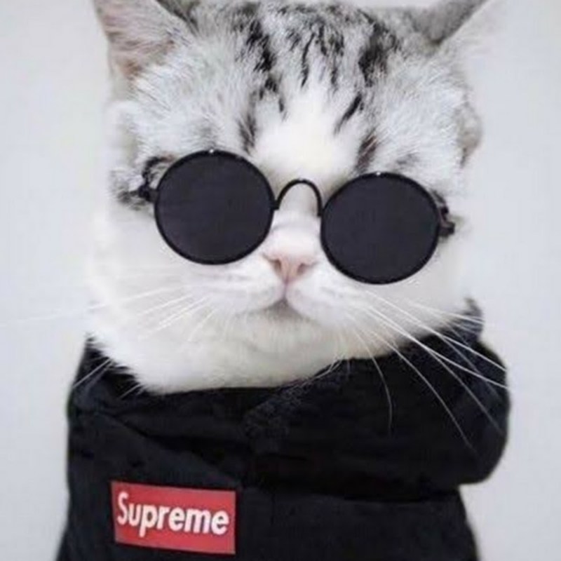 Коты в крутой одежде