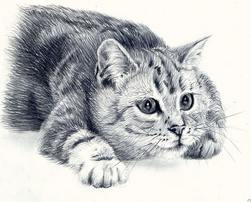 Кошка рисунок карандашом