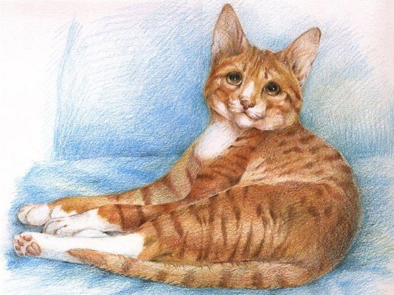 Кошка цветными карандашами