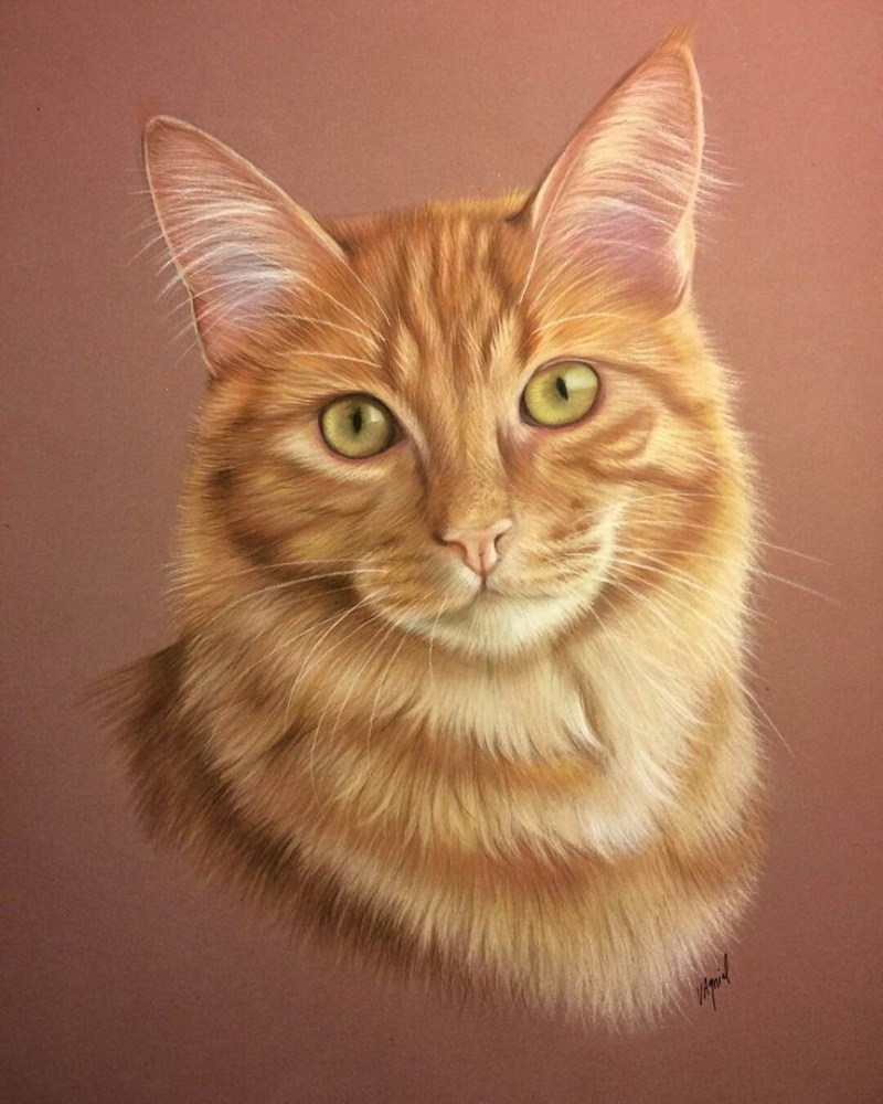Портрет рыжего кота
